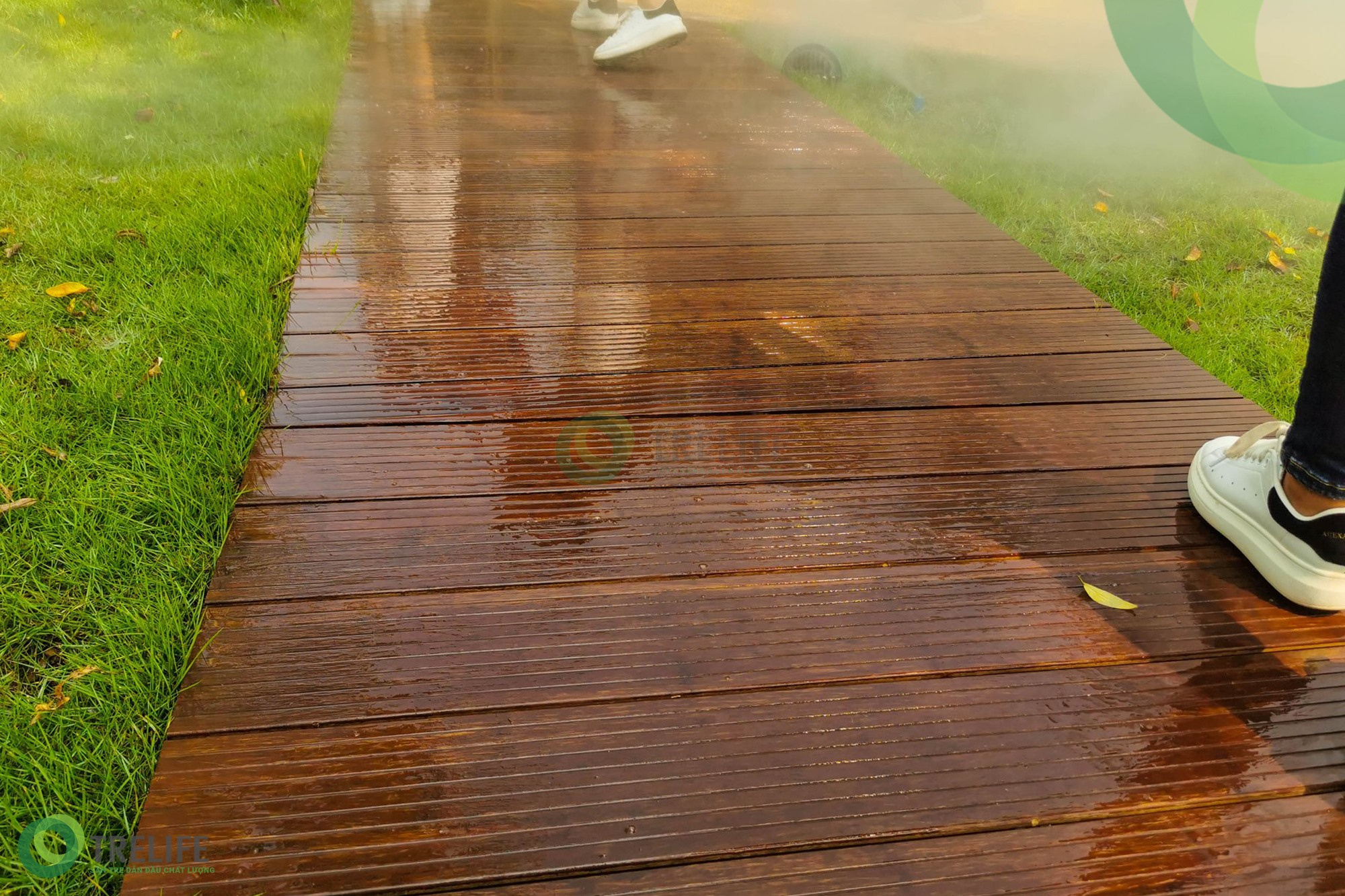 Trelife - Sàn Tre dẫn đầu chất lượng trên thị trường Việt Nam