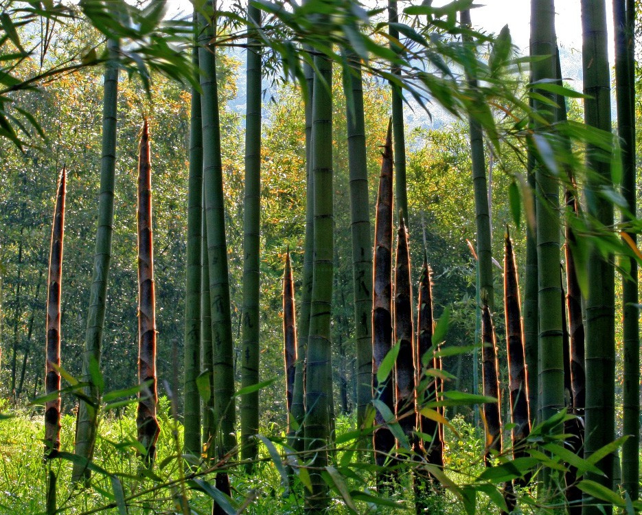 Top 05 công trình nên sử dụng sàn tre cho không gian của bạn